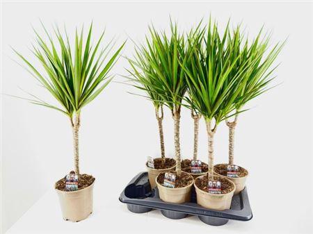 Горшечные цветы и растения оптом Dra Marginata 30cm Stam 3+ от 6шт из Голландии с доставкой по России