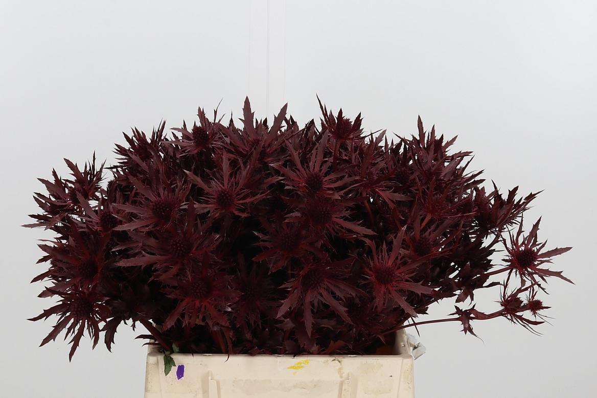 Срезанные цветы оптом Eryngium orion paint bordeaux от 60шт из Голландии с доставкой по России