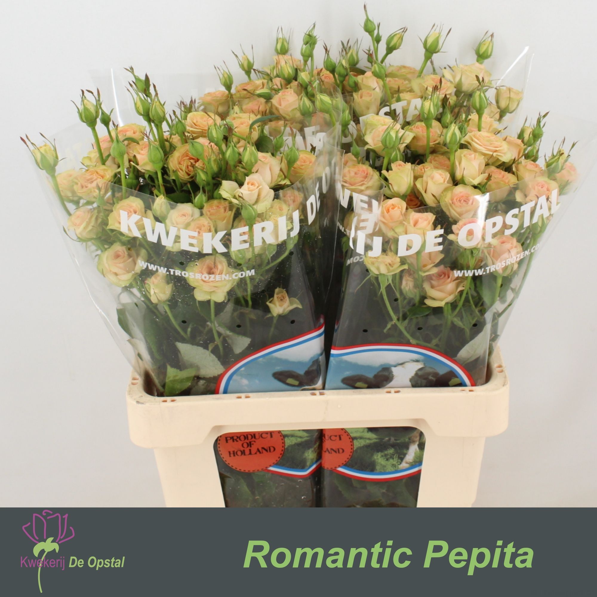 Срезанные цветы оптом Rosa sp romantic pepita от 30шт из Голландии с доставкой по России