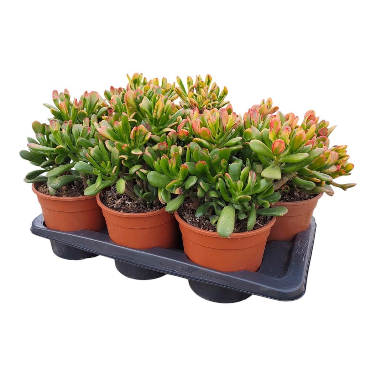 Горшечные цветы и растения оптом Crassula Hobbit Tricolor Potcover от 6шт из Голландии с доставкой по России