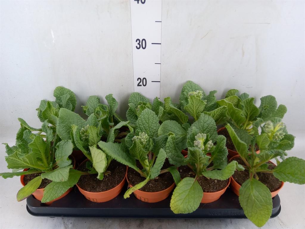 Горшечные цветы и растения оптом Tuinkruiden   ... от 10шт из Голландии с доставкой по России