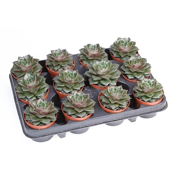 Горшечные цветы и растения оптом Echeveria Purper Shining Bright от 12шт (для телеги) из Голландии с доставкой по России