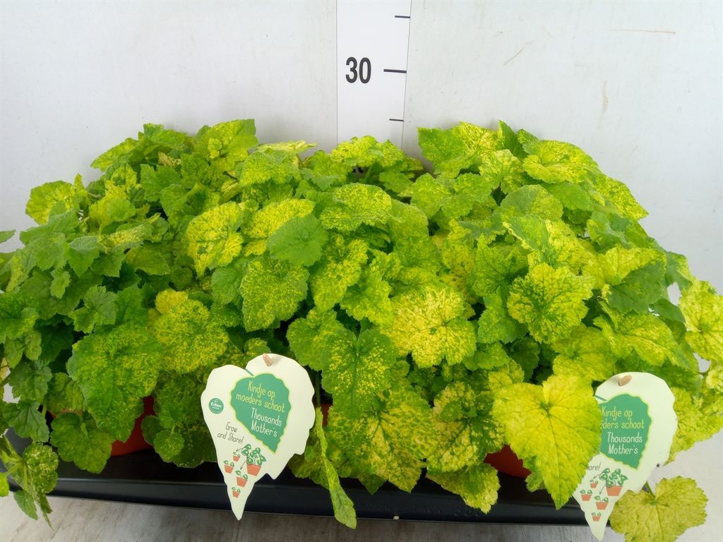 Горшечные цветы и растения оптом Tolmiea Menziesii   ...variegated от 6шт из Голландии с доставкой по России