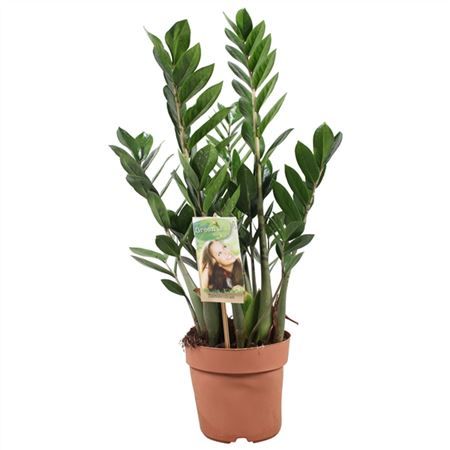 Горшечные цветы и растения оптом Zamioculcas 4+ от 6шт из Голландии с доставкой по России