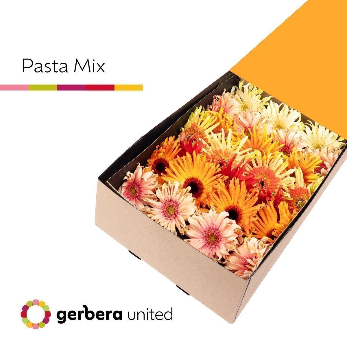 Срезанные цветы оптом Gerbera pasta mix от 25шт из Голландии с доставкой по России