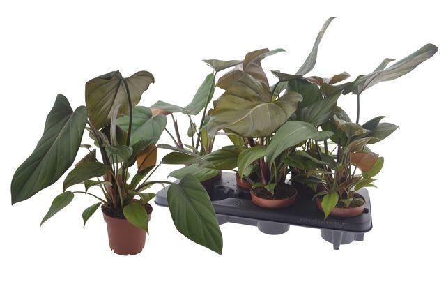 Горшечные цветы и растения оптом Philodendron Mamei от 6шт из Голландии с доставкой по России