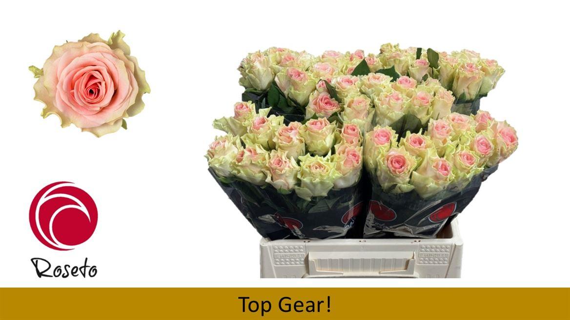 Срезанные цветы оптом Rosa large top gear от 50шт из Голландии с доставкой по России