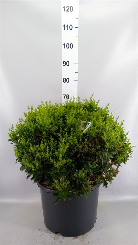 Горшечные цветы и растения оптом Pieris Japonica sarabande от 1шт из Голландии с доставкой по России