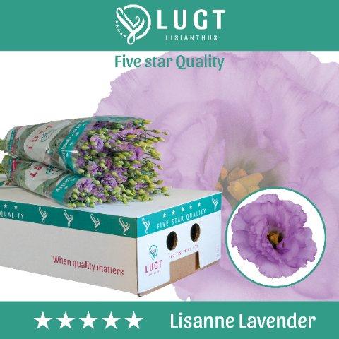 Срезанные цветы оптом Lisianthus do lisanne deep lavender A от 50шт из Голландии с доставкой по России