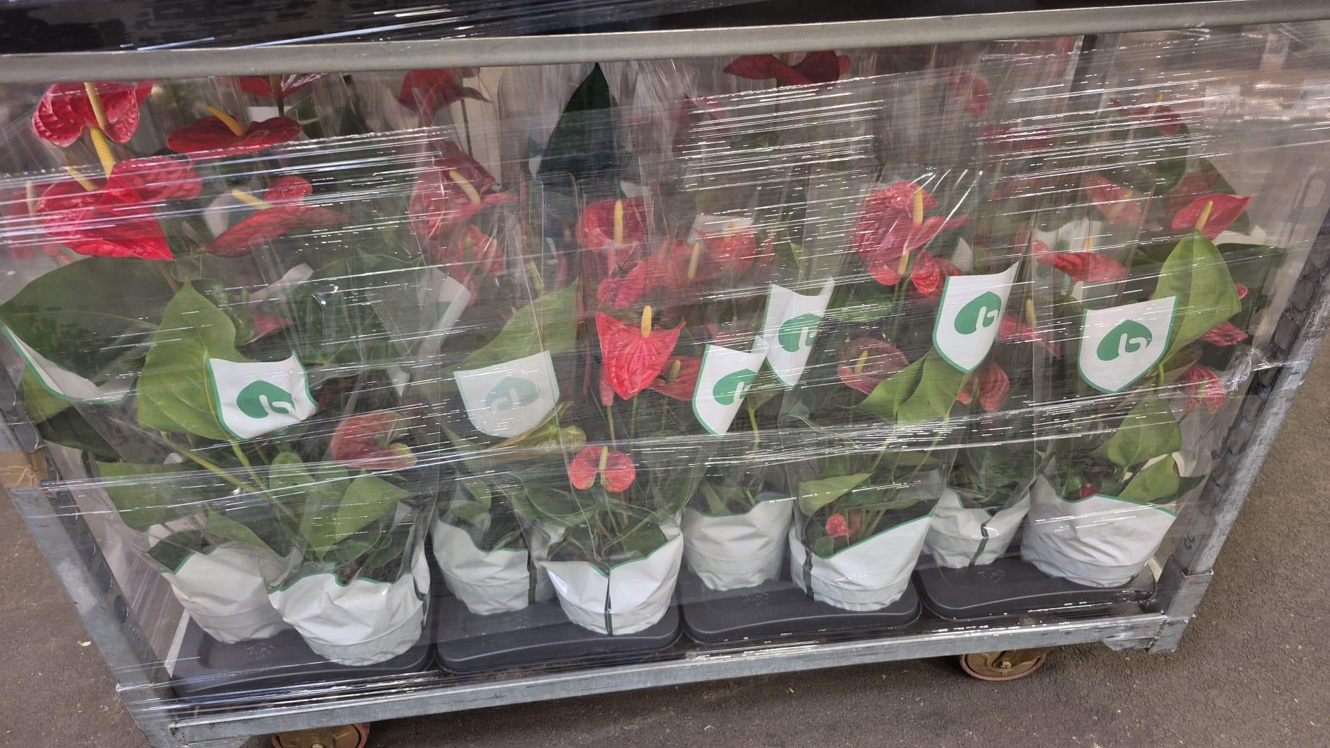 Горшечные цветы и растения оптом Anth An Royal Red Madural 6+ от 6шт из Голландии с доставкой по России