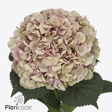 Срезанные цветы оптом Hydrangea my beautiful vienna classic от 10шт из Голландии с доставкой по России