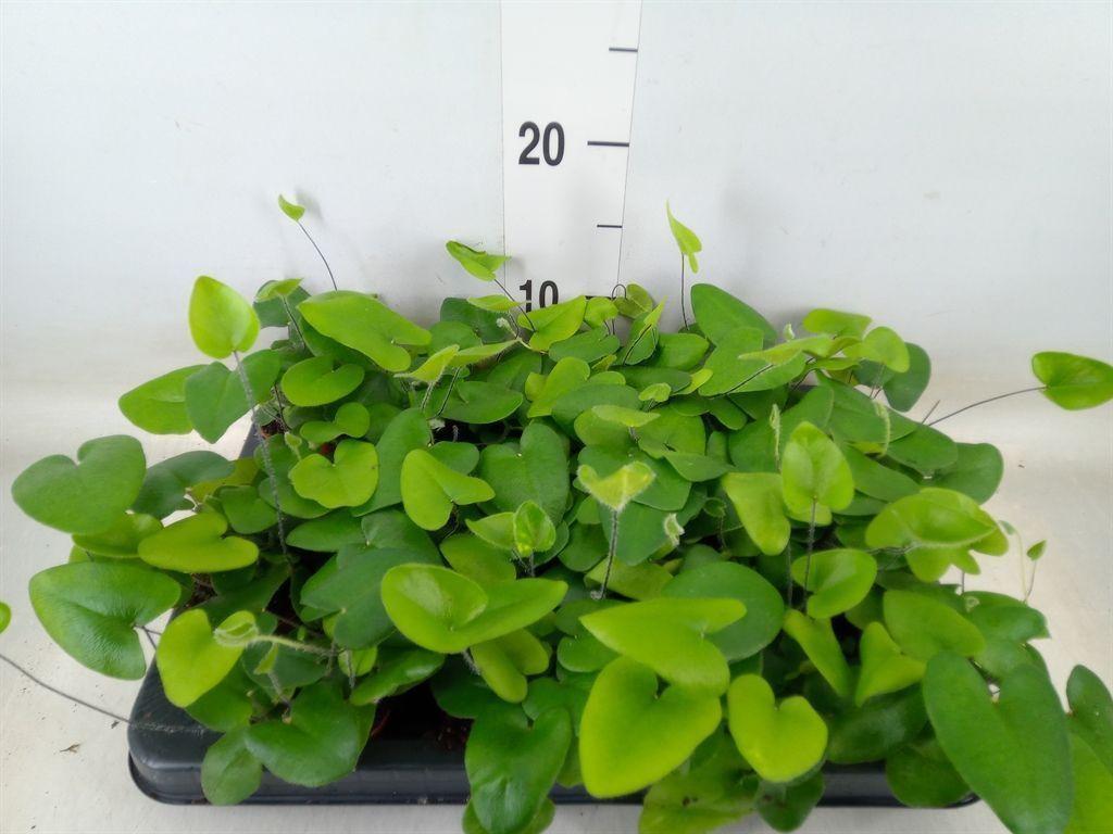 Горшечные цветы и растения оптом Hemionitis Arifolia от 16шт (для телеги) из Голландии с доставкой по России