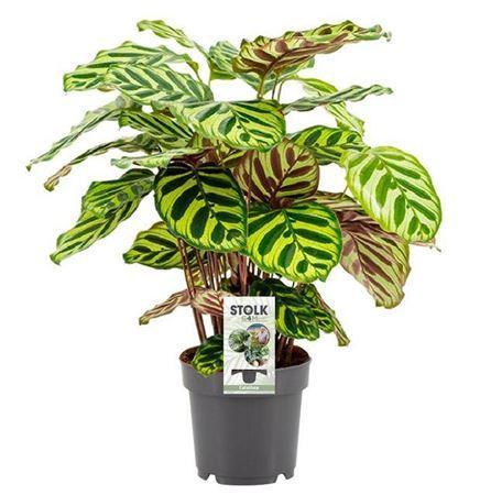 Горшечные цветы и растения оптом Calathea Makoyana P14 от 6шт из Голландии с доставкой по России