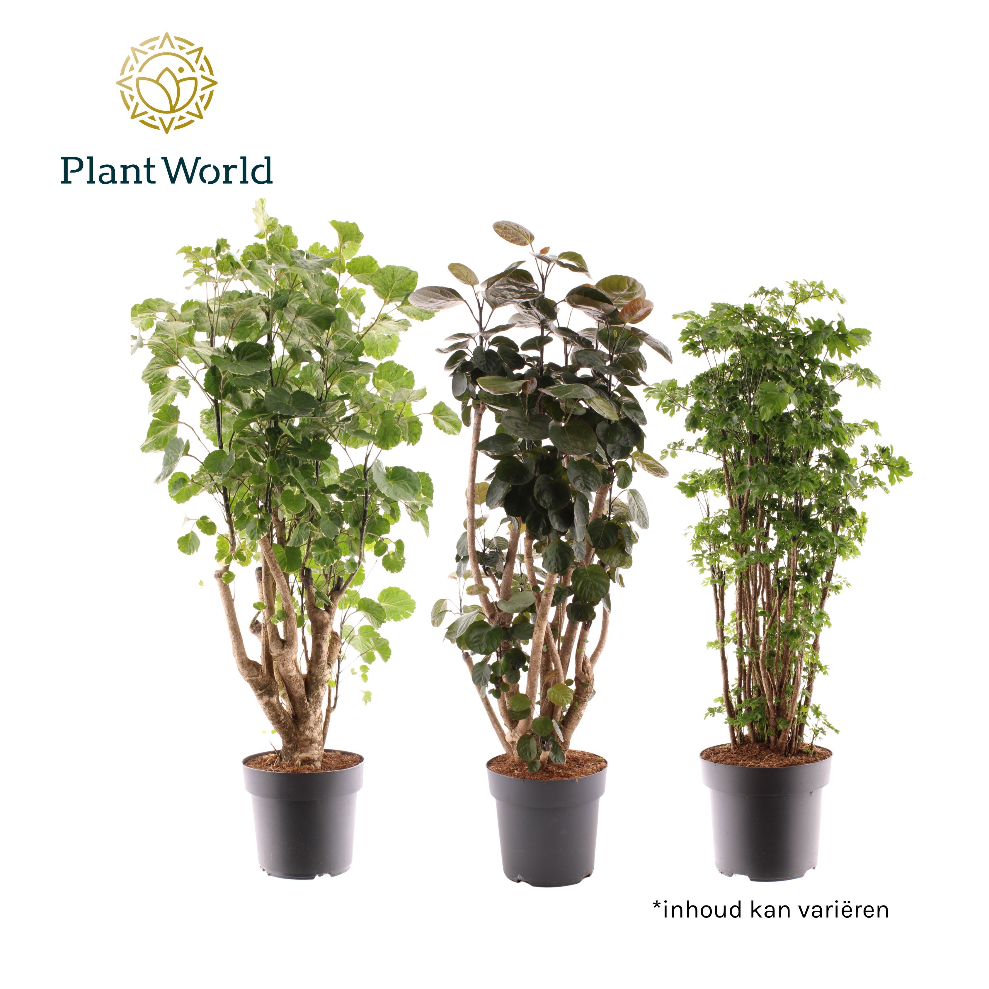 Горшечные цветы и растения оптом Polyscias Mix 2-3 Sorts (decorum) от 3шт из Голландии с доставкой по России