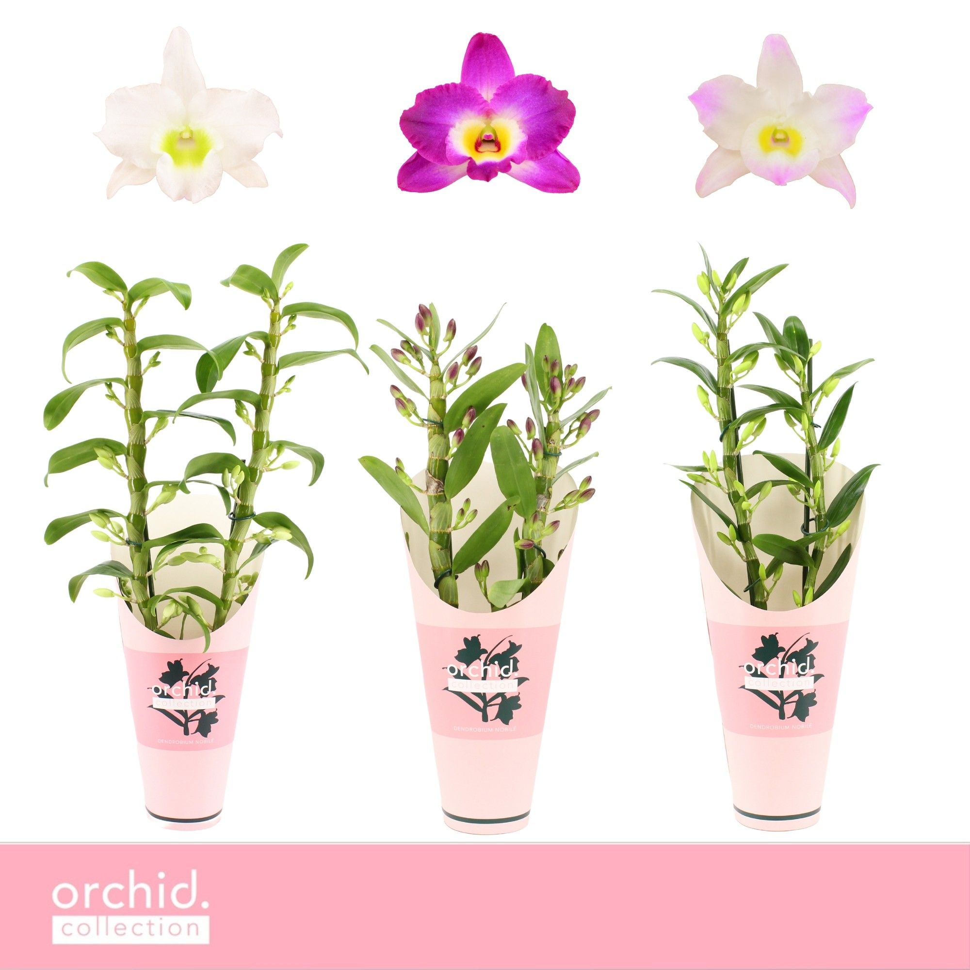 Горшечные цветы и растения оптом Dendr Nob 2st Mix Orchid Collection от 6шт из Голландии с доставкой по России