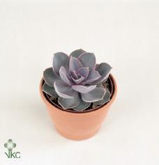 Горшечные цветы и растения оптом Echeveria Magic Parel от 6шт из Голландии с доставкой по России