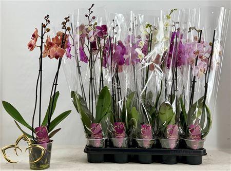 Горшечные цветы и растения оптом Phal Gem 1 Branche 10+ Spring Deal от 10шт из Голландии с доставкой по России