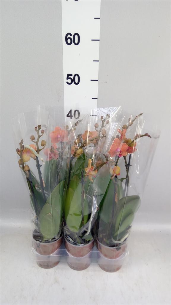 Горшечные цветы и растения оптом Phalaenopsis Multi. ant Bolzano от 6шт (для телеги) из Голландии с доставкой по России