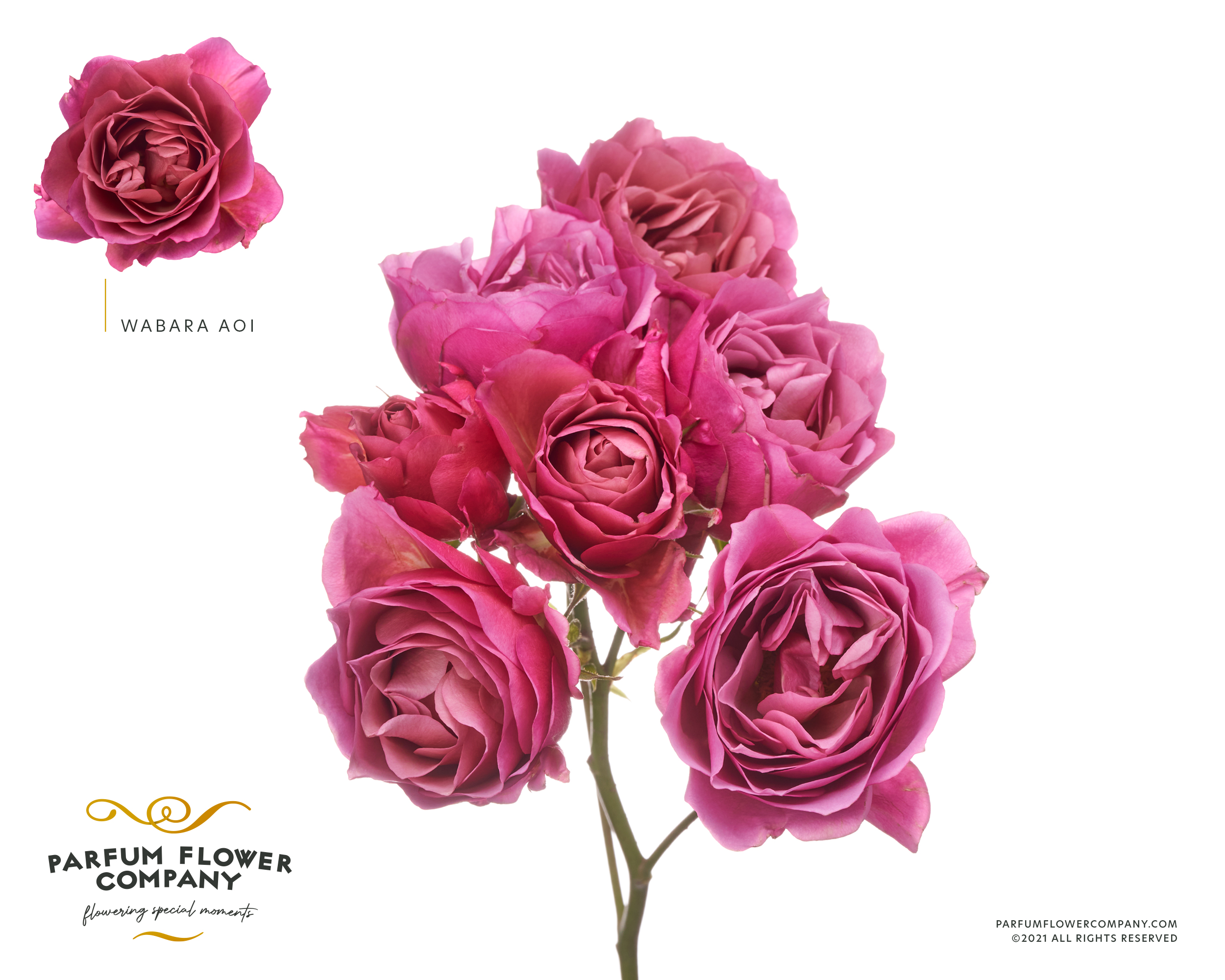 Срезанные цветы оптом Rosa garden wabara aoi от 20шт из Голландии с доставкой по России