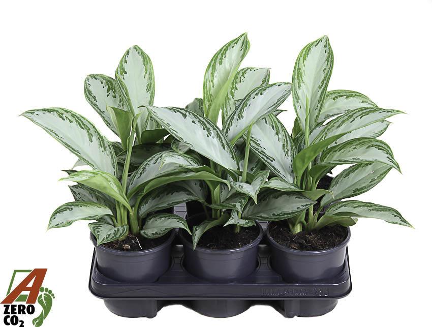 Горшечные цветы и растения оптом Aglaonema Silver Bay от 6шт из Голландии с доставкой по России