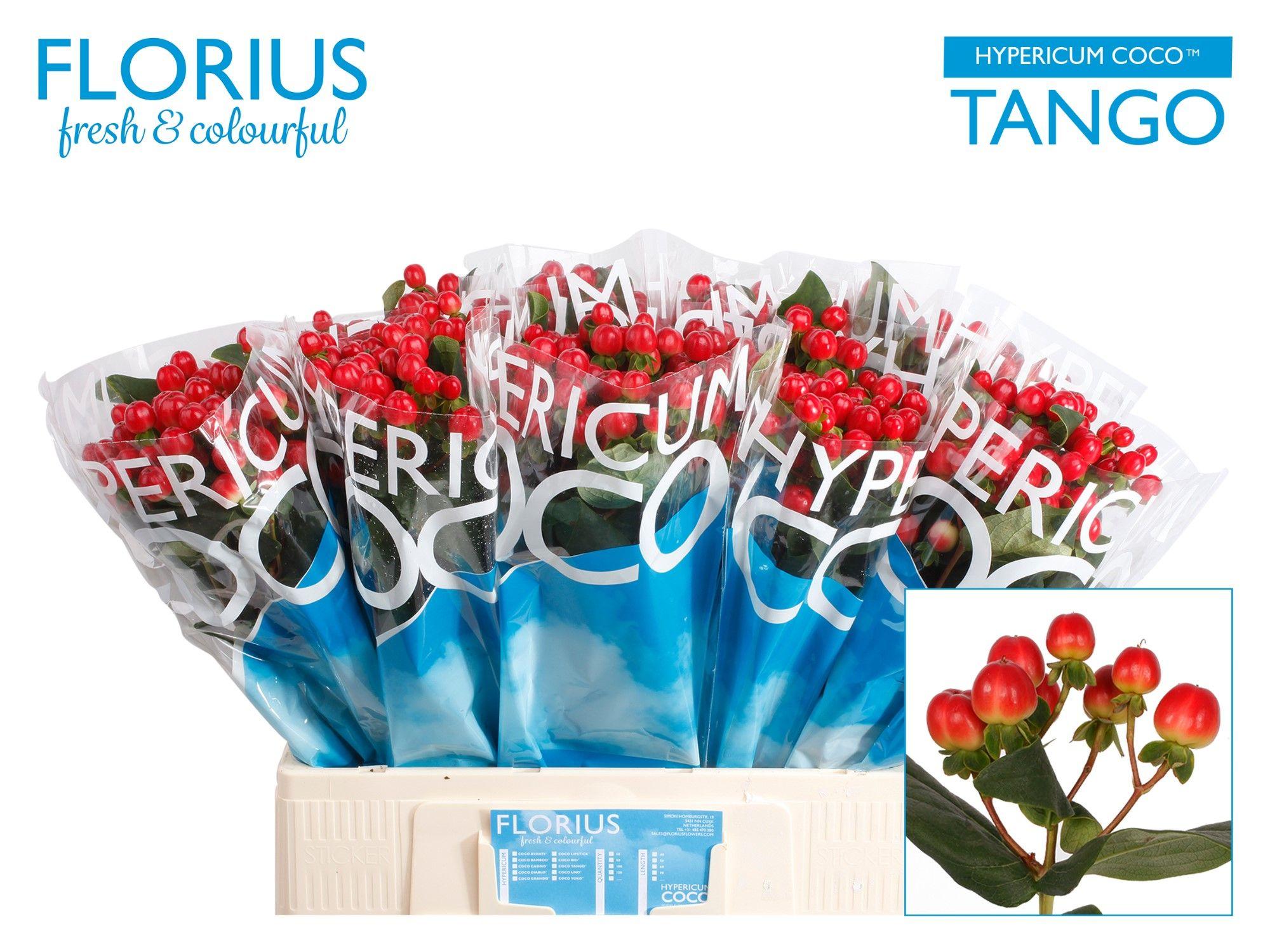 Срезанные цветы оптом Hypericum coco tango от 100шт. из Голландии с доставкой по России