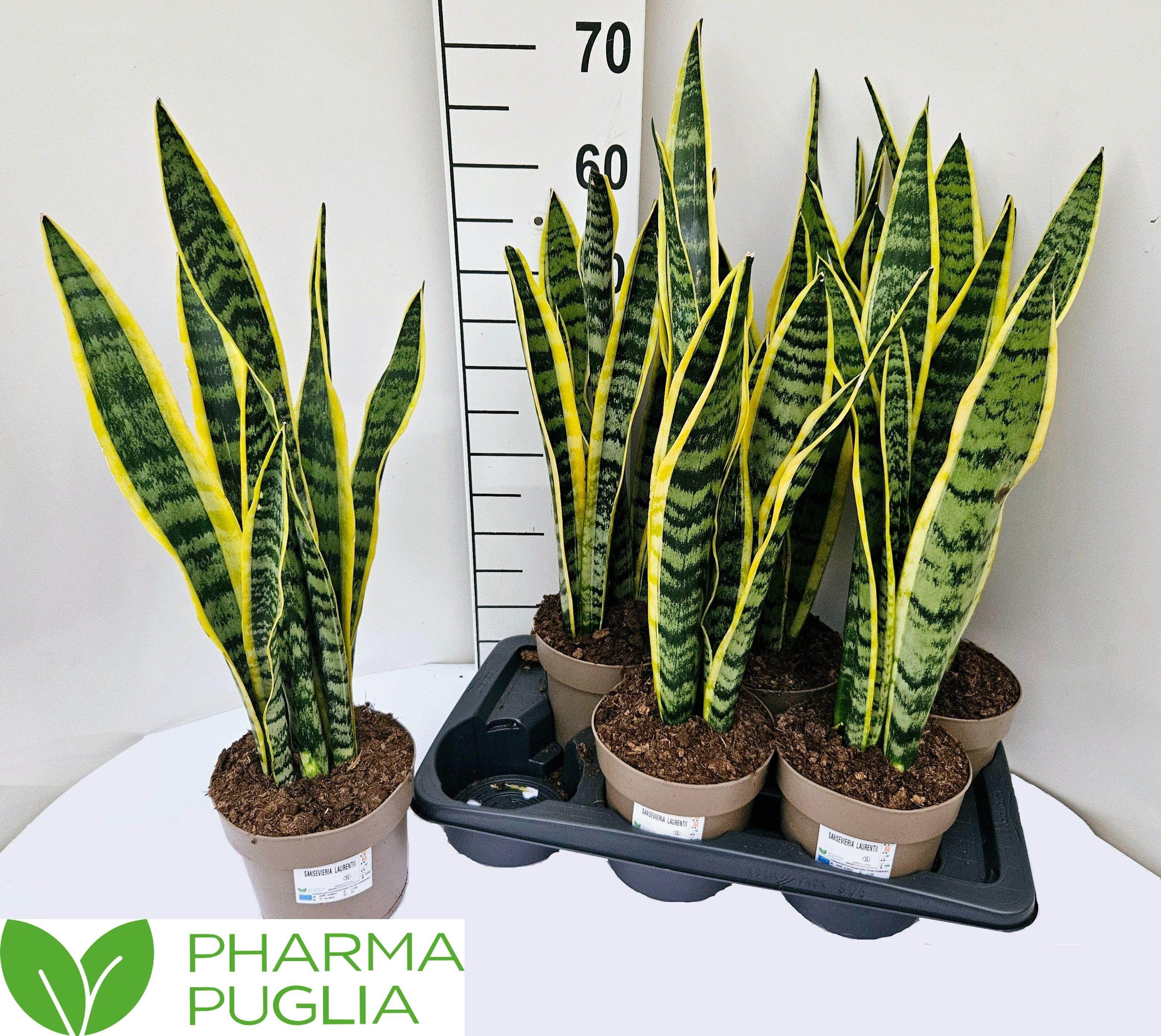 Горшечные цветы и растения оптом Sansev Laurentii от 6шт из Голландии с доставкой по России