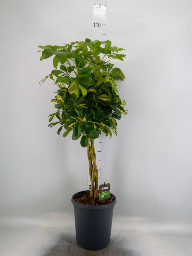Горшечные цветы и растения оптом Schefflera Gold Capella Twisted Stem от 1шт из Голландии с доставкой по России