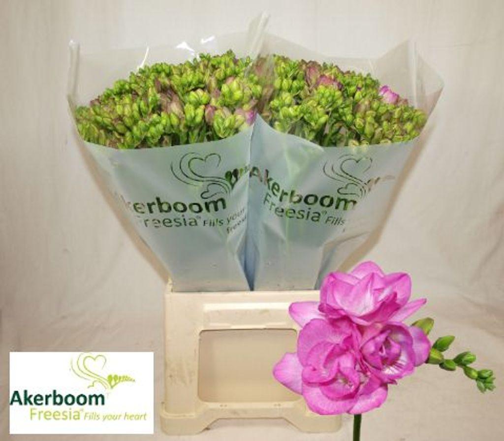 Срезанные цветы оптом Freesia do romantic pink от 100шт из Голландии с доставкой по России