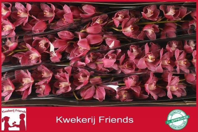 Срезанные цветы оптом Cymbidium pink may monique princess от 6шт из Голландии с доставкой по России