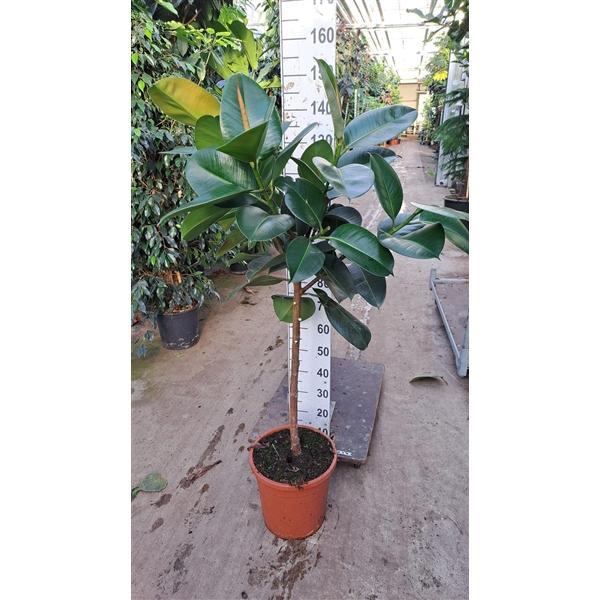 Горшечные цветы и растения оптом Ficus El Robusta On Stem от 1шт из Голландии с доставкой по России