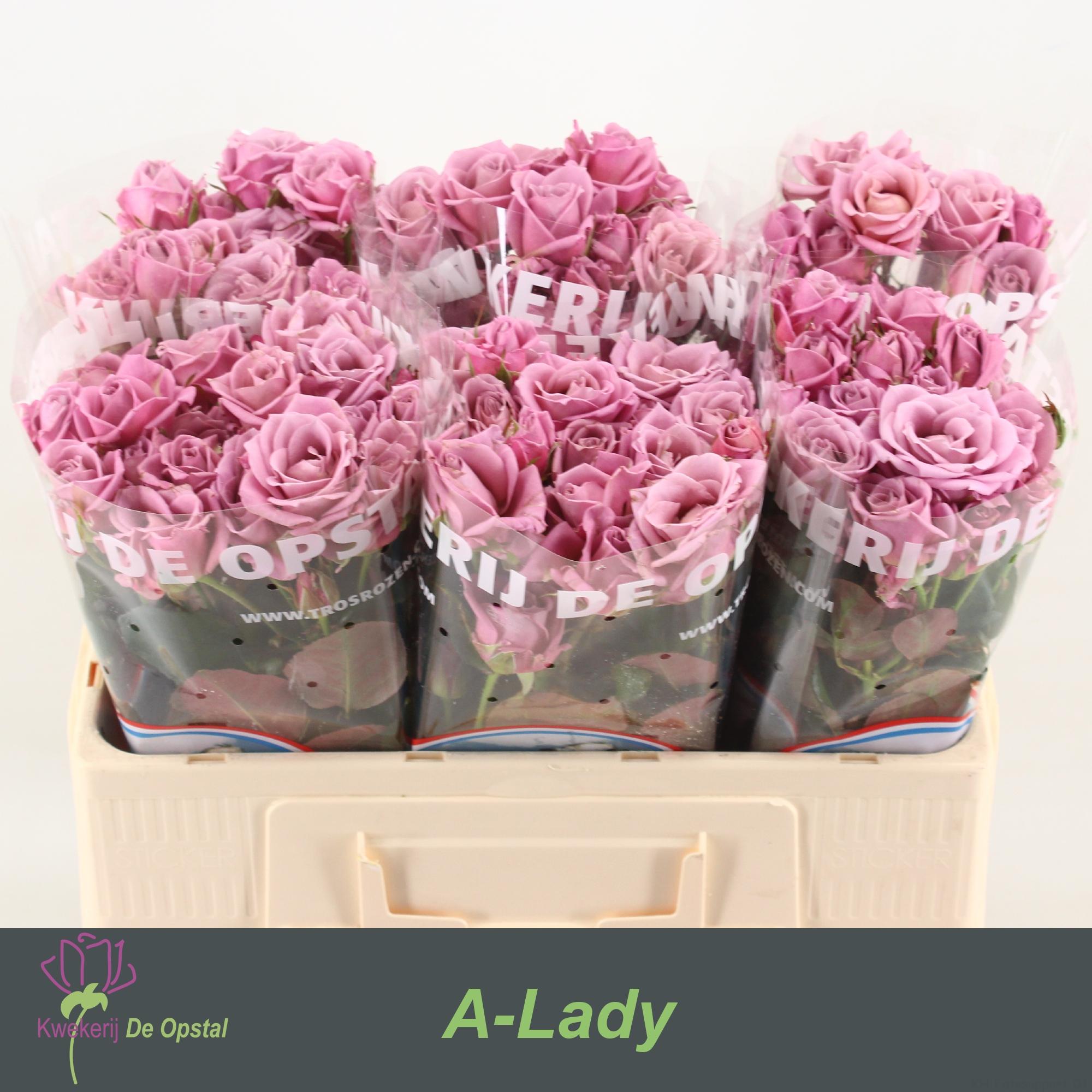 Срезанные цветы оптом Rosa spray amazing lady от 60шт из Голландии с доставкой по России