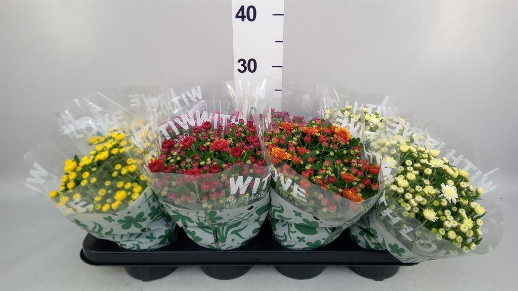 Горшечные цветы и растения оптом Chrysanthemum ..mix 5 от 8шт из Голландии с доставкой по России