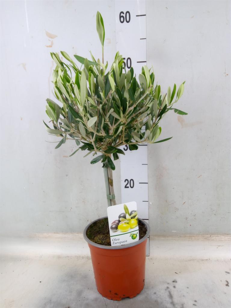 Горшечные цветы и растения оптом Olea Europaea от 6шт из Голландии с доставкой по России