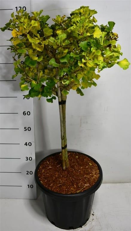 Горшечные цветы и растения оптом Ginkgo Bil Mariken On Stem от 1шт из Голландии с доставкой по России