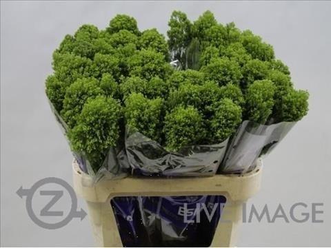 Срезанные цветы оптом Trachelium jade от 50шт из Голландии с доставкой по России