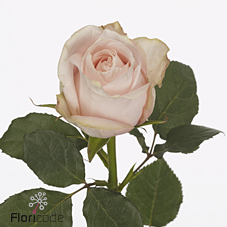 Срезанные цветы оптом Rosa large pomarosa от 60шт. из Голландии с доставкой по России