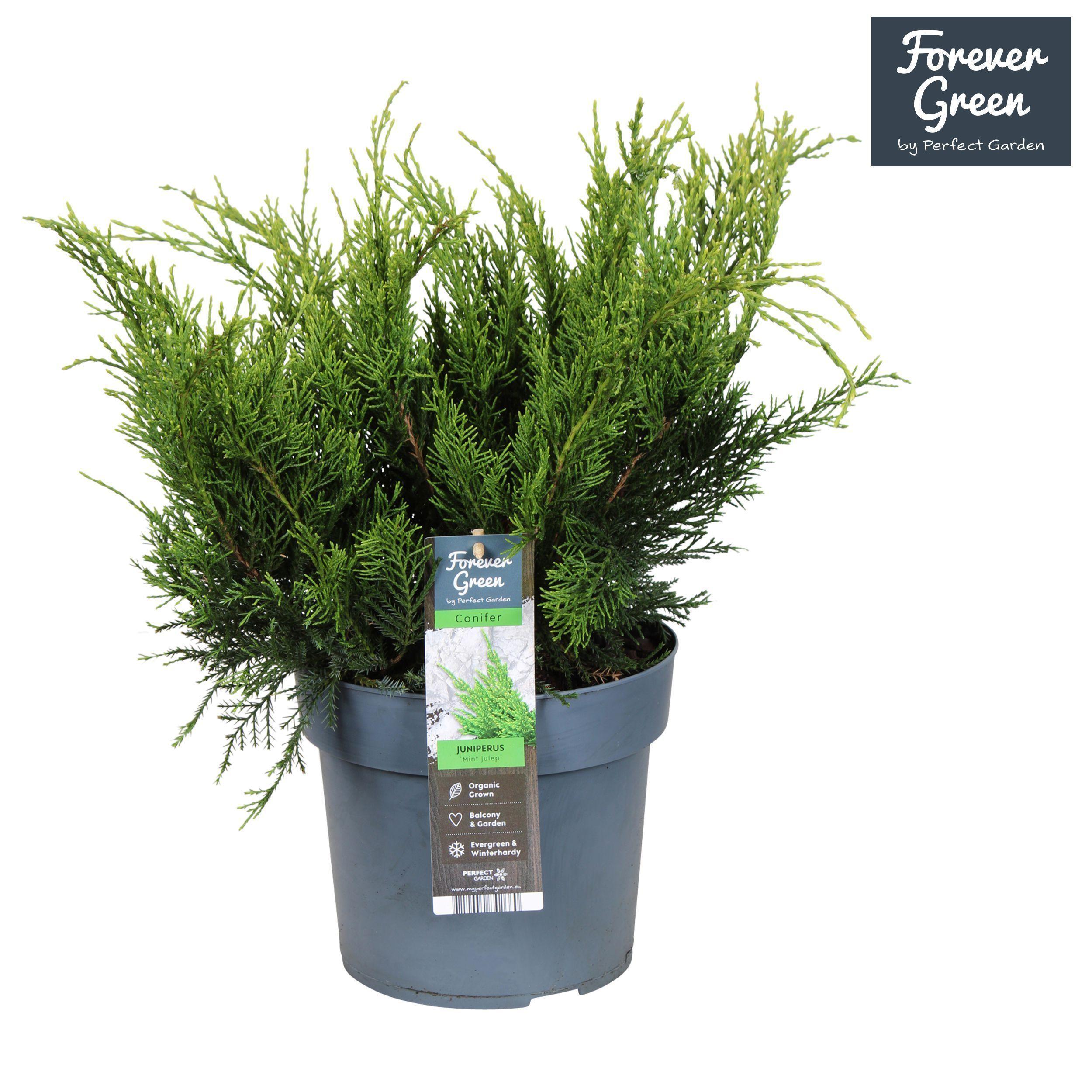 Горшечные цветы и растения оптом Juniperus Pfitz Mint Julep от 1шт из Голландии с доставкой по России