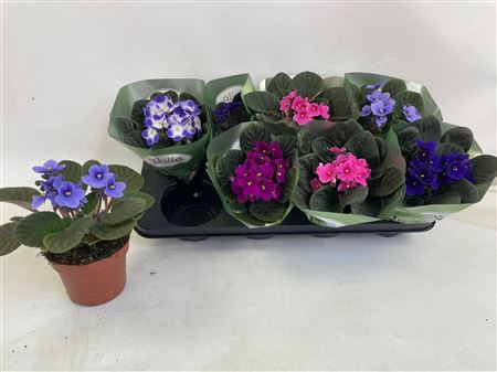 Горшечные цветы и растения оптом Saintp Gem от 8шт (для телеги) из Голландии с доставкой по России Горшечные цветы и растения оптом Saintp Gem от 8шт (для телеги) из Голландии с доставкой по России