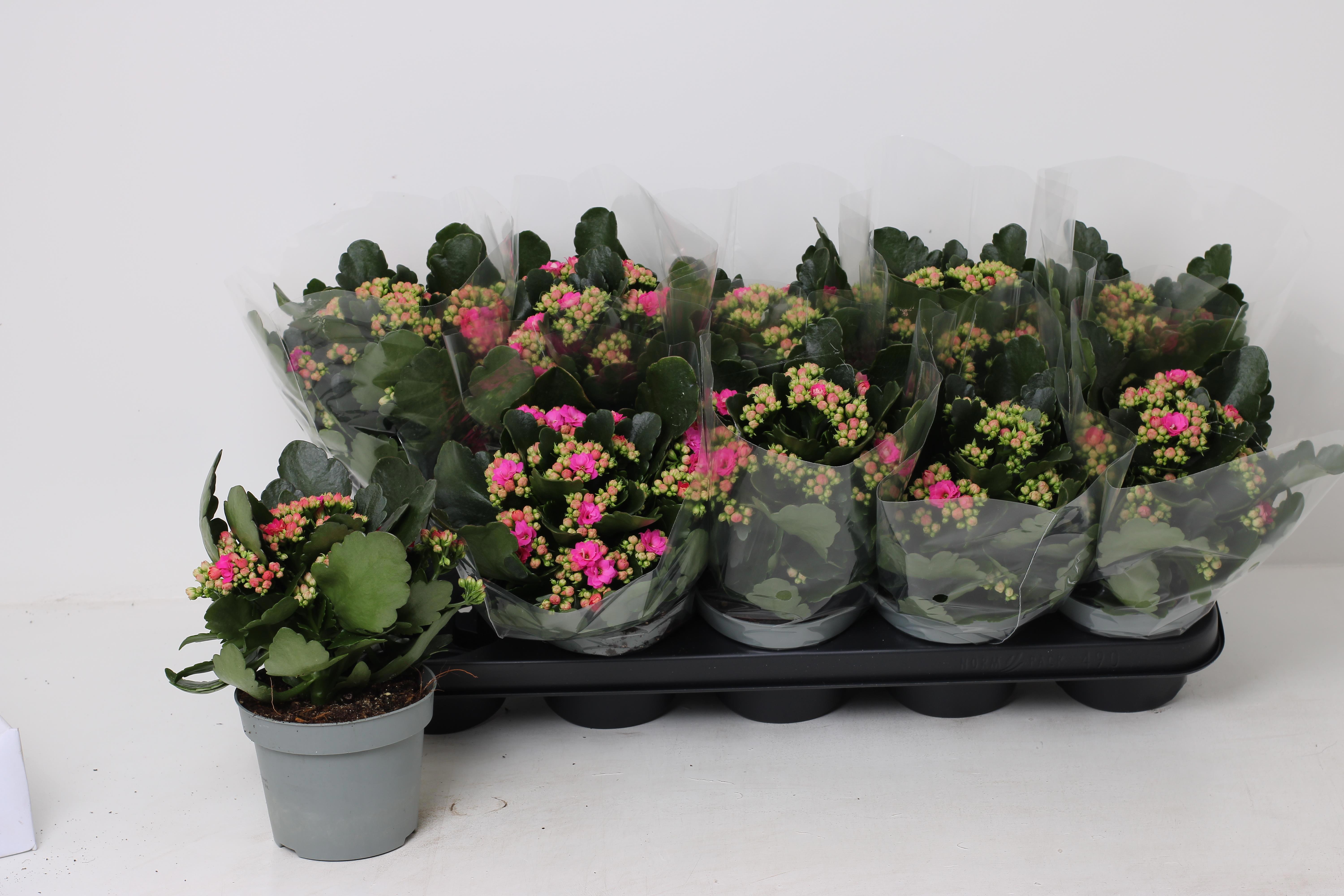 Горшечные цветы и растения оптом Kal Ge Lena от 10шт из Голландии с доставкой по России