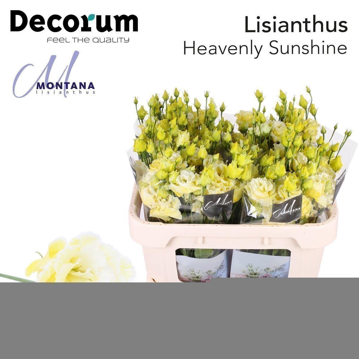 Срезанные цветы оптом Lisianthus do paint heavenly sunshine от 140шт из Голландии с доставкой по России