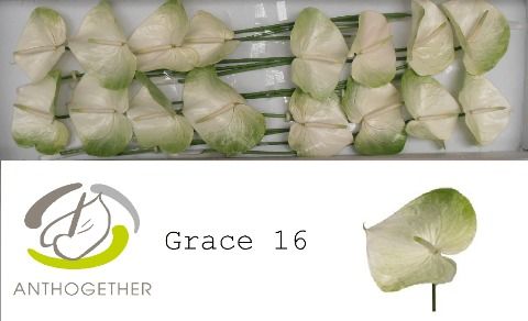 Срезанные цветы оптом Anthurium grace от 12шт.. из Голландии с доставкой по России