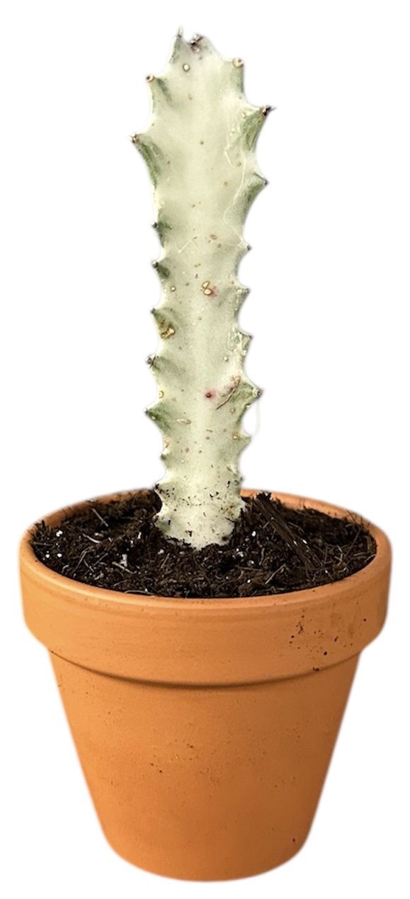 Горшечные цветы и растения оптом Euphorbia Lactea White Ghost от 1шт (для телеги) из Голландии с доставкой по России