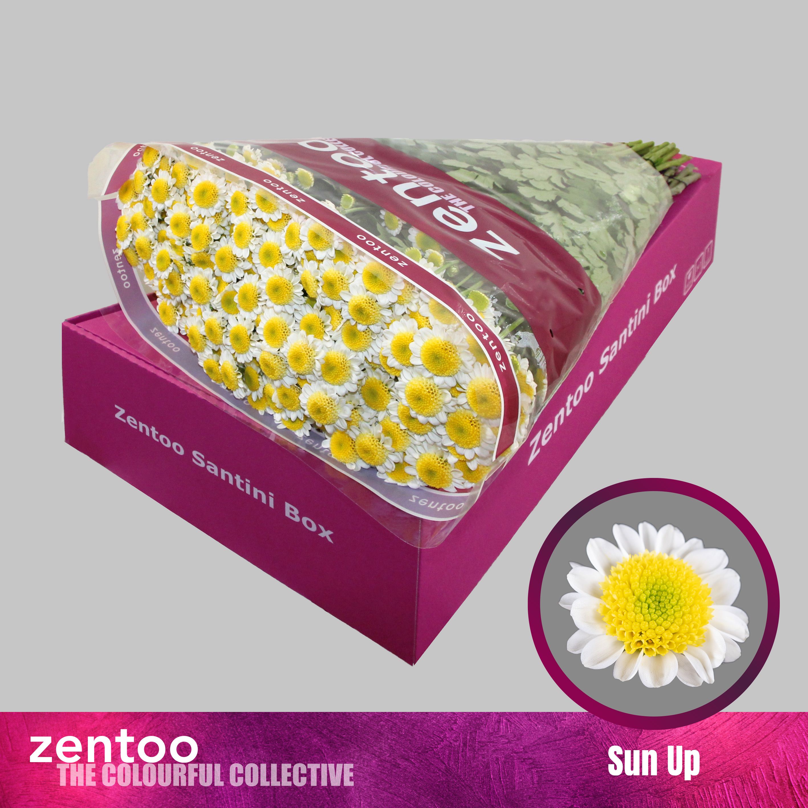 Срезанные цветы оптом Chrys sa sun up от 25шт из Голландии с доставкой по России