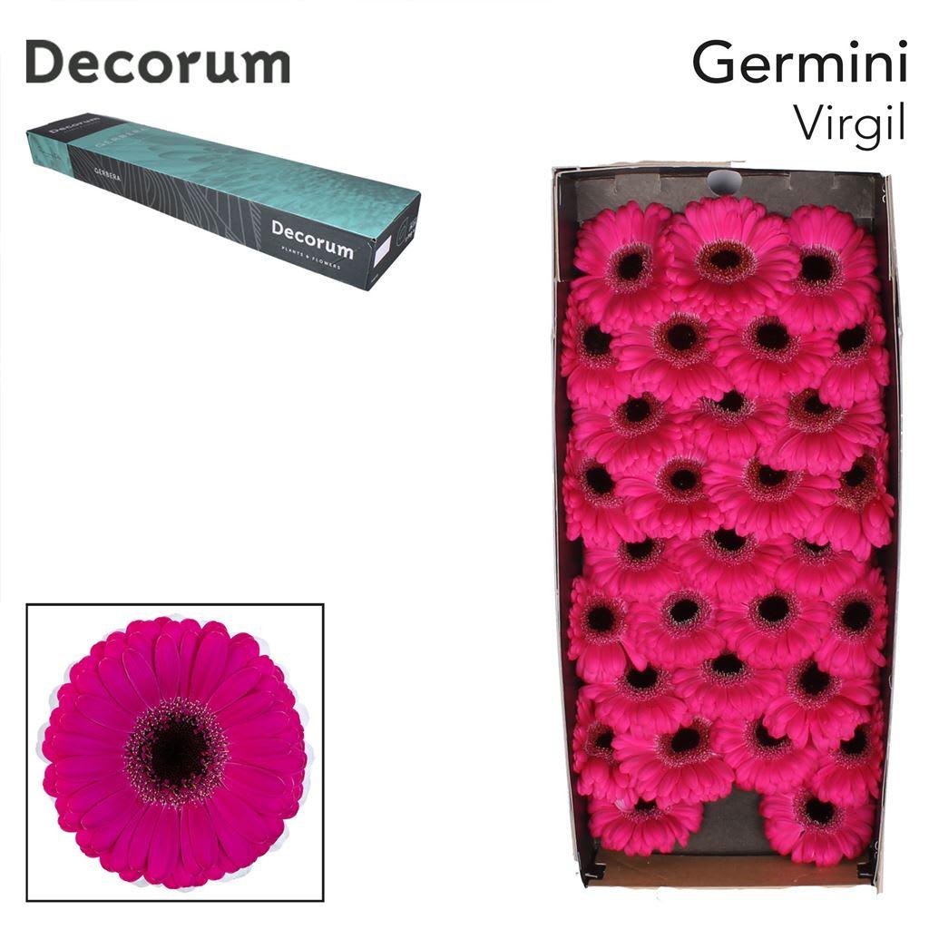 Срезанные цветы оптом Germini virgil+ от 60шт из Голландии с доставкой по России