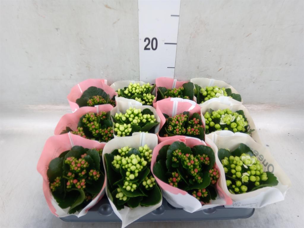 Горшечные цветы и растения оптом Kalanchoe Blos.   ..rosebud Mix  2 от 12шт (для телеги) из Голландии с доставкой по России