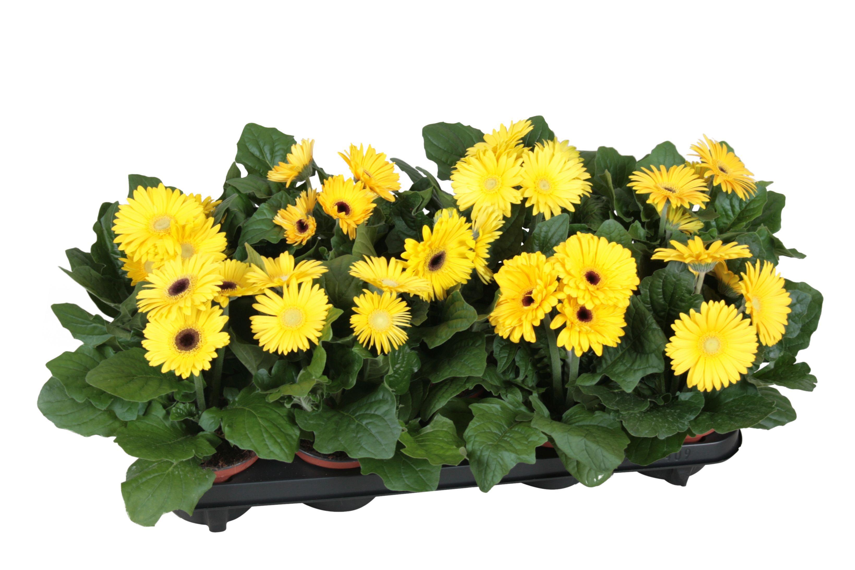 Горшечные цветы и растения оптом Gerbera Excellent Yellow 2+ от 10шт (для телеги) из Голландии с доставкой по России