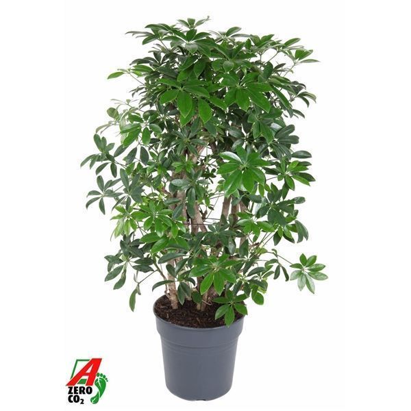 Горшечные цветы и растения оптом Schefflera Compacta 3pp от 1шт из Голландии с доставкой по России