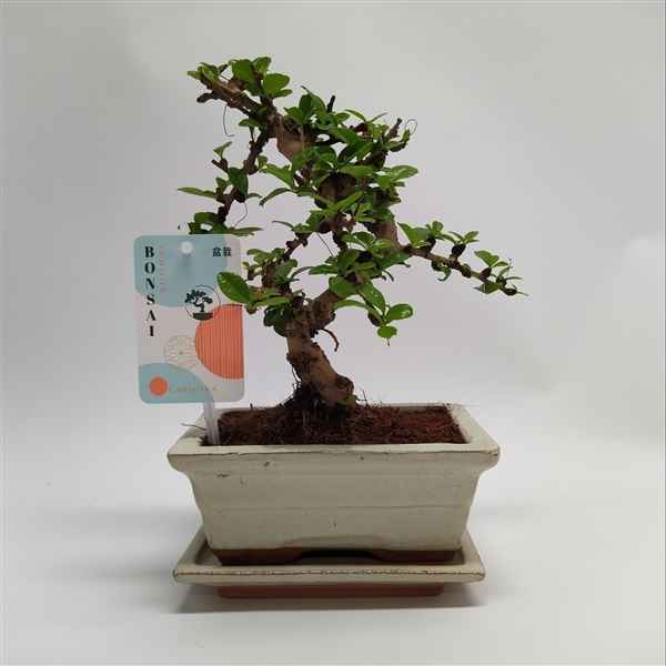 Горшечные цветы и растения оптом Bonsai Carmona S-shape Bonsai Traditional + Schot от 11шт из Голландии с доставкой по России