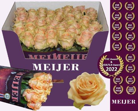 Срезанные цветы оптом Rosa large pearl avalanche+ от 40шт из Голландии с доставкой по России