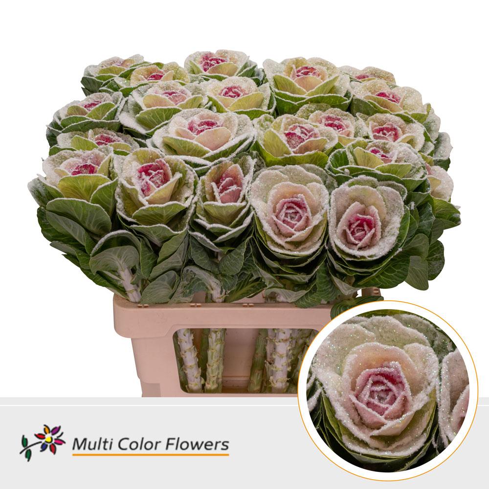 Срезанные цветы оптом Brassica paint marshmallow erica от 30шт из Голландии с доставкой по России